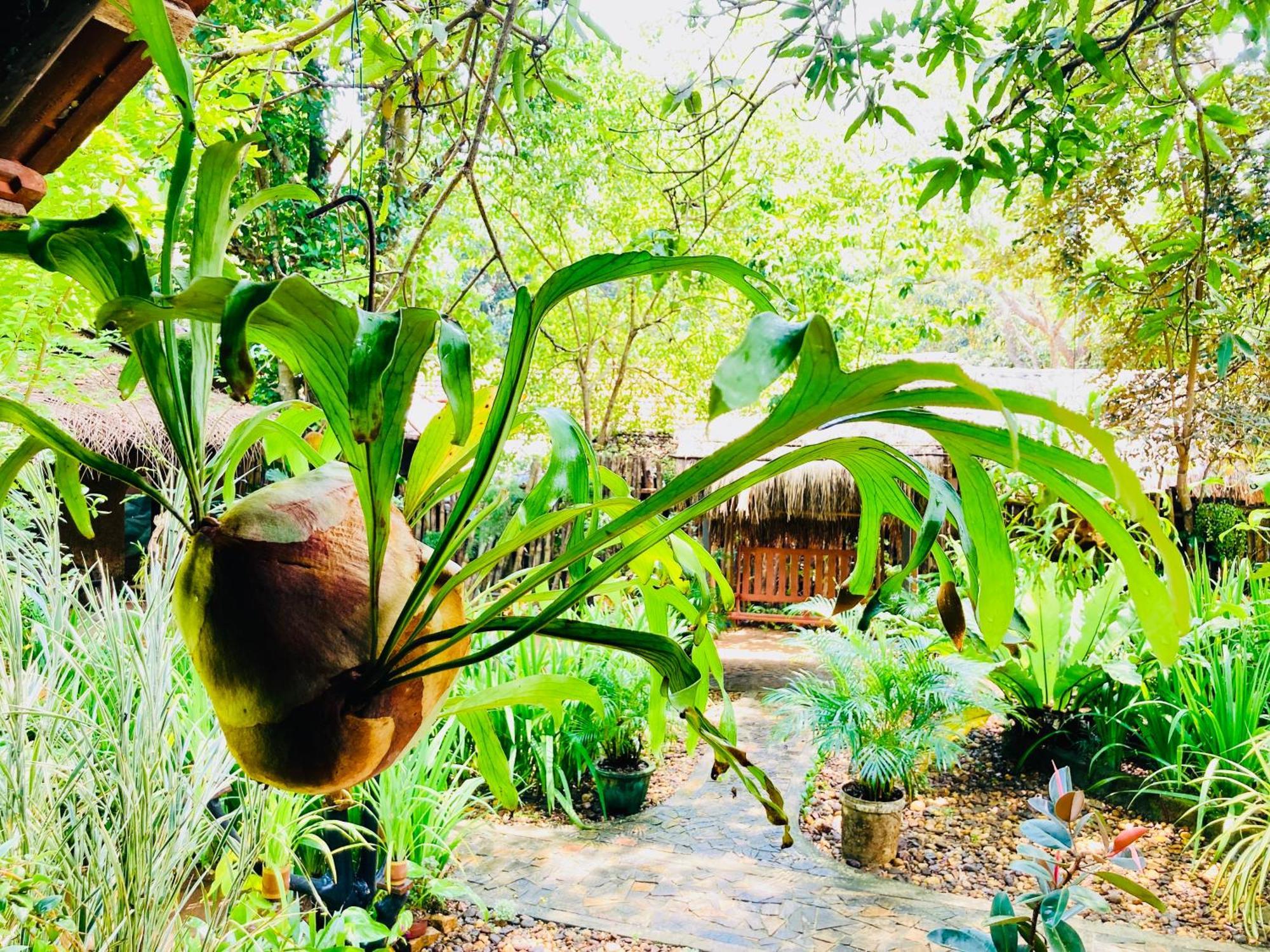 Green Paradise Cottage Udawalawa Udawalawe Εξωτερικό φωτογραφία