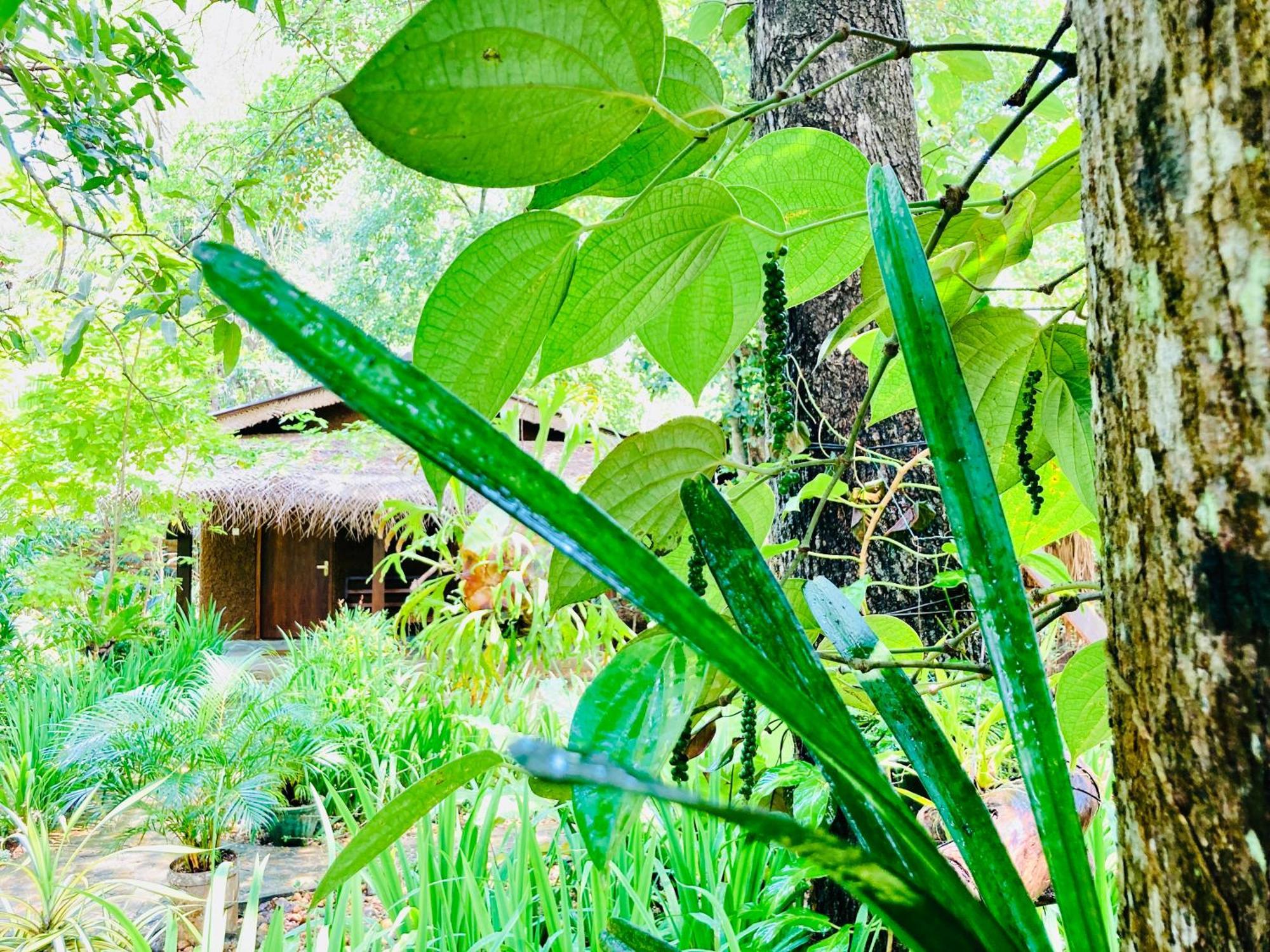 Green Paradise Cottage Udawalawa Udawalawe Εξωτερικό φωτογραφία