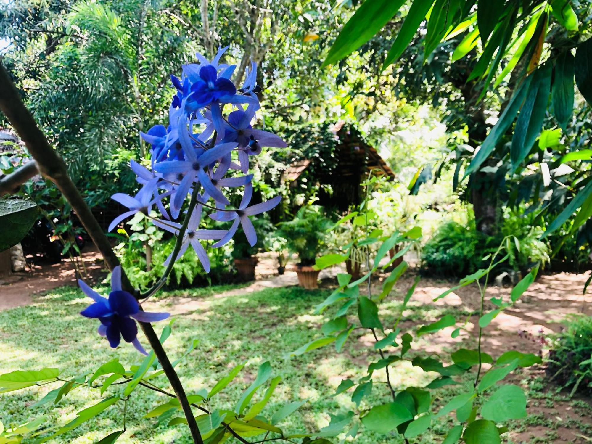 Green Paradise Cottage Udawalawa Udawalawe Εξωτερικό φωτογραφία